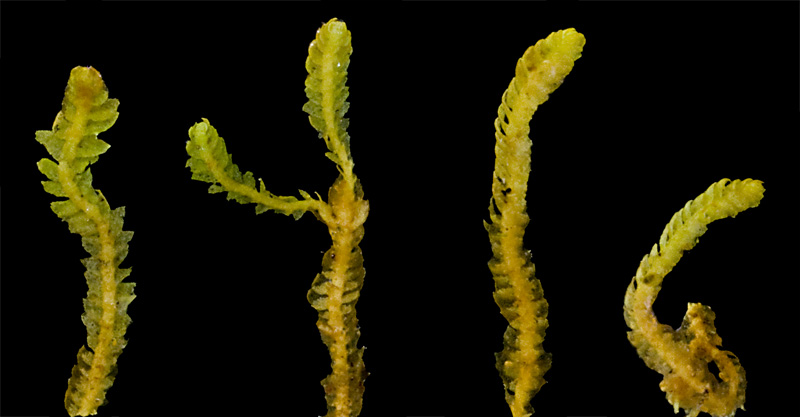 Eocalypogeia schusteriana